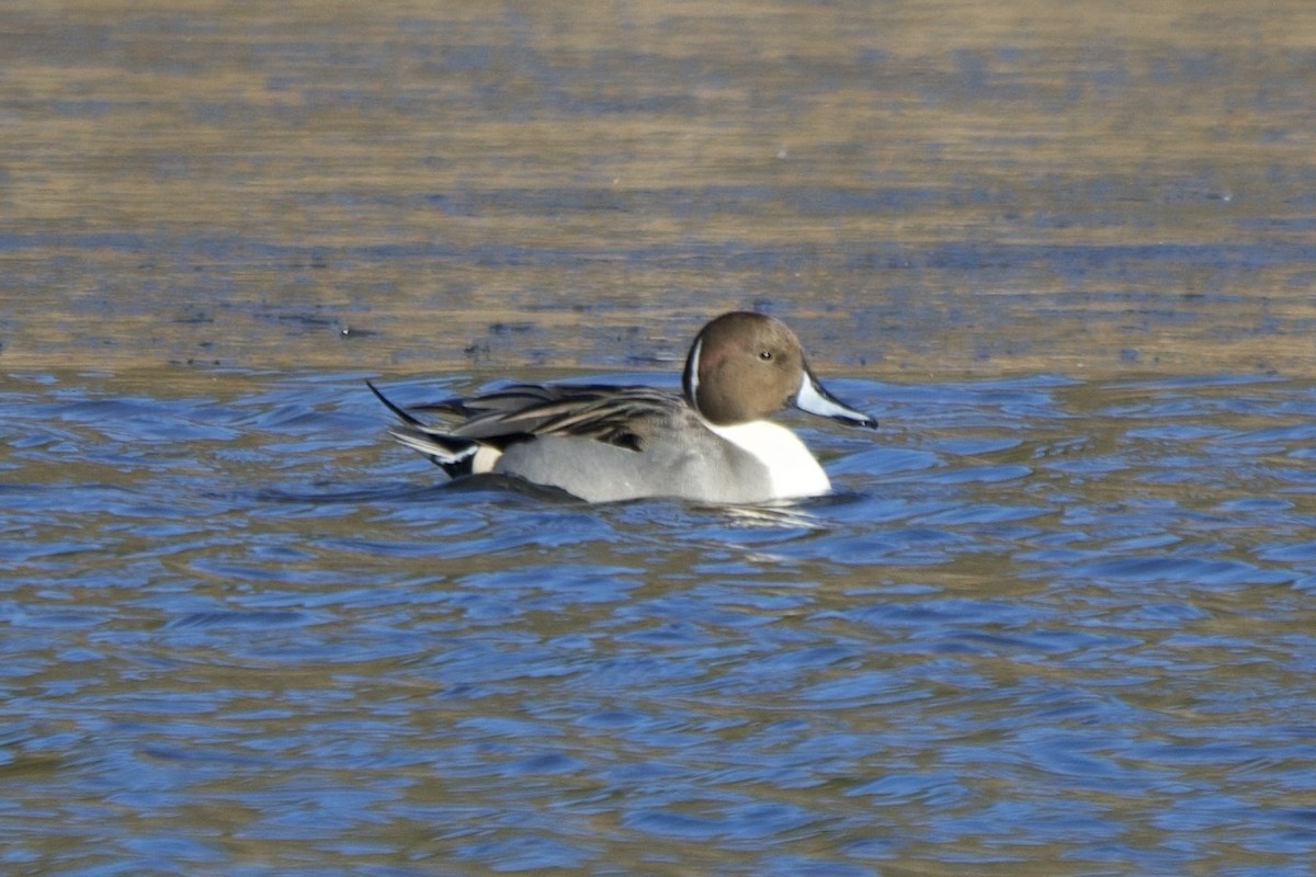 stjertand - ML646803243