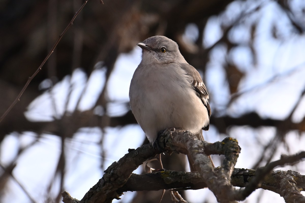 Northern Mockingbird - ML646803244