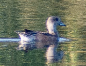 American Wigeon - ML646803246