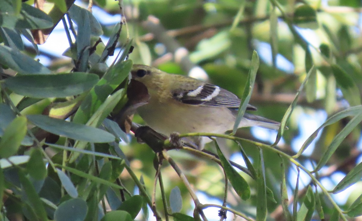 Reinita Castaña - ML646803247