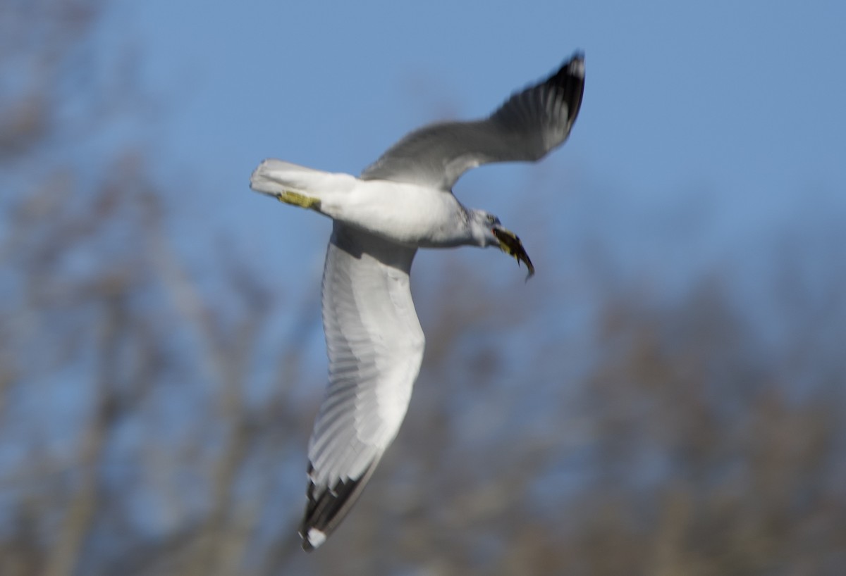 ringnebbmåke - ML646803248