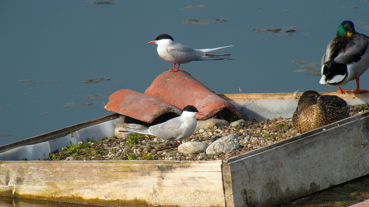 Common Tern - ML646803249