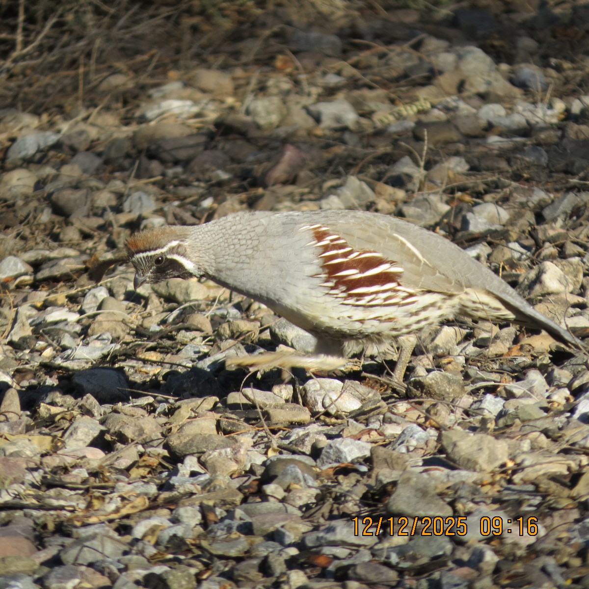 Gambel's Quail - ML646803250
