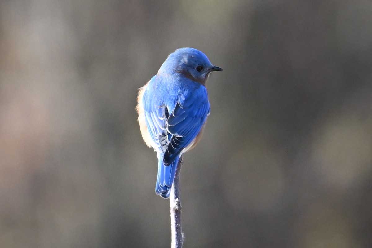 Azulejo Oriental - ML646803251