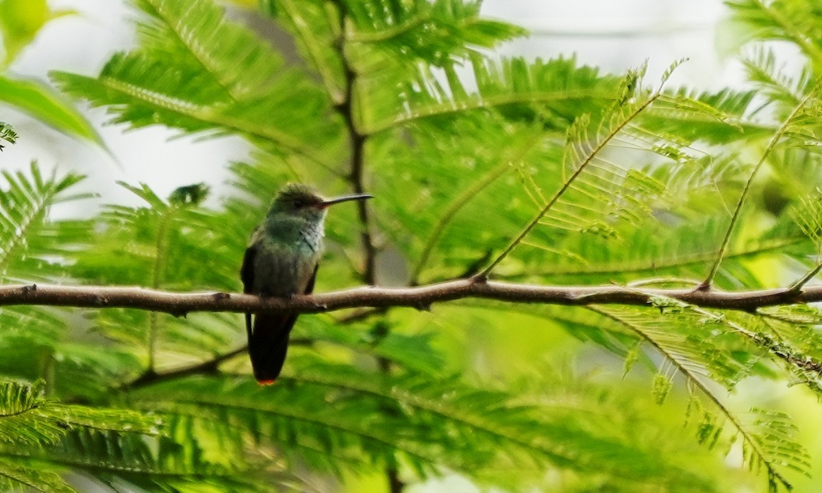 Rufous-tailed Hummingbird - ML646803252