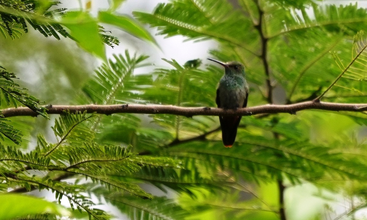Rufous-tailed Hummingbird - ML646803253