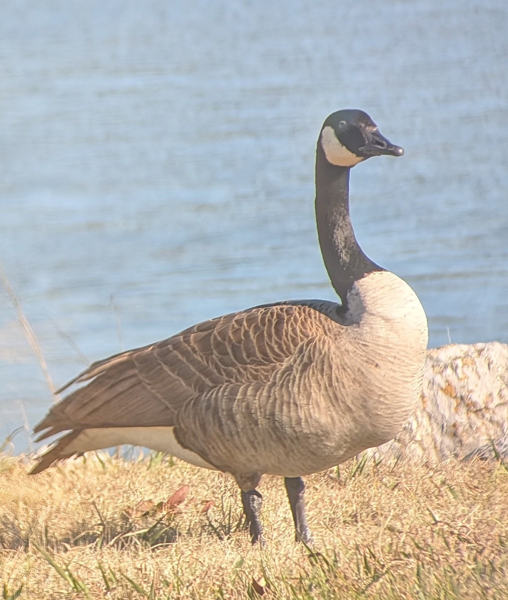 Barnacla Canadiense Grande - ML646803254