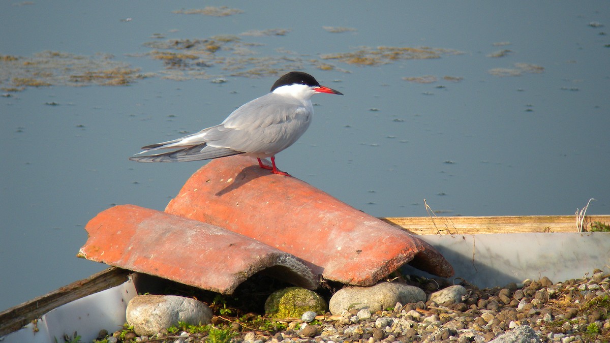 Common Tern - ML646803255