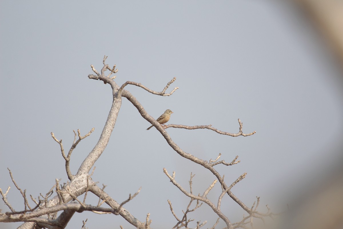 Bruant à cou gris - ML646803256