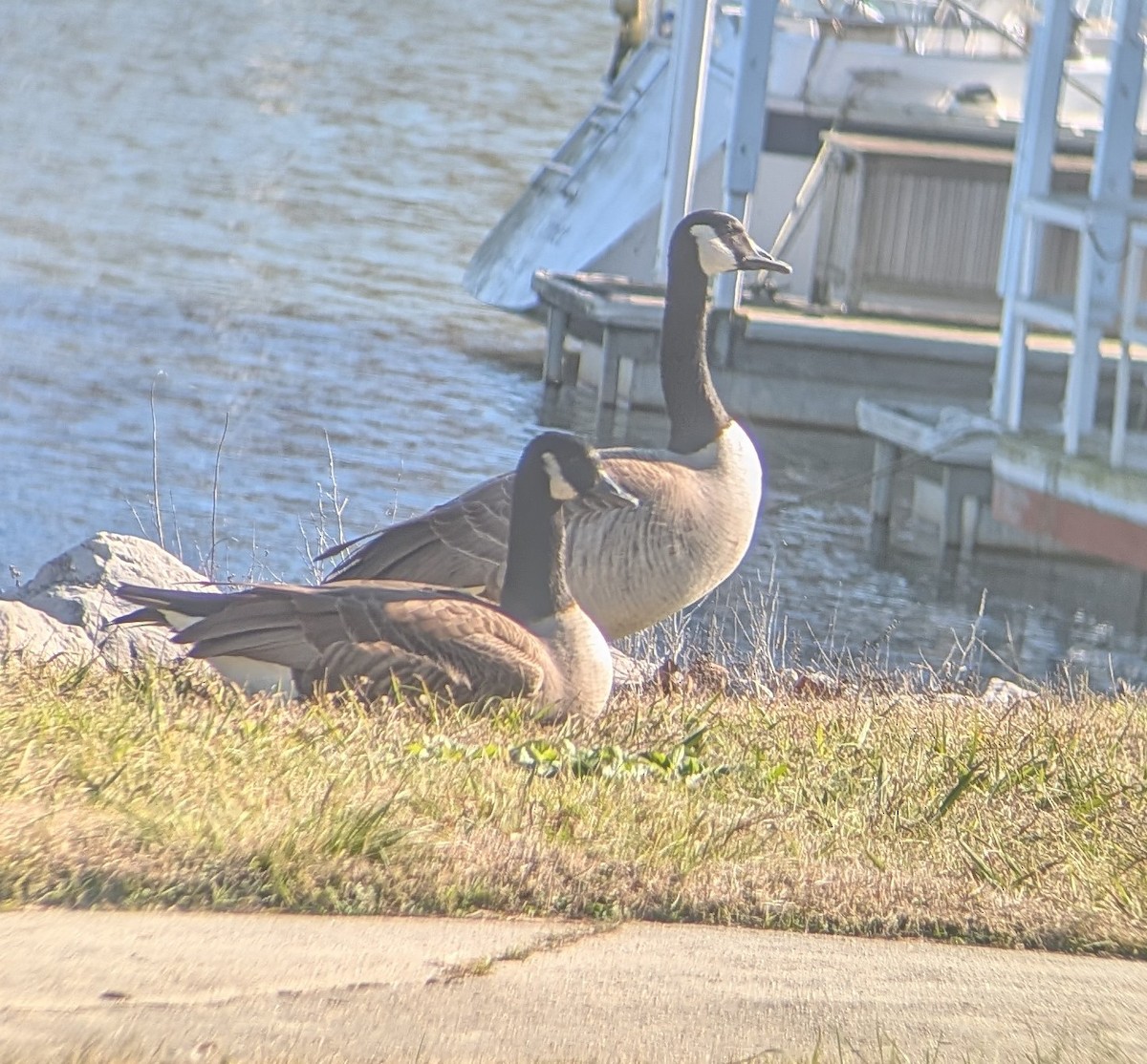 Barnacla Canadiense Grande - ML646803257