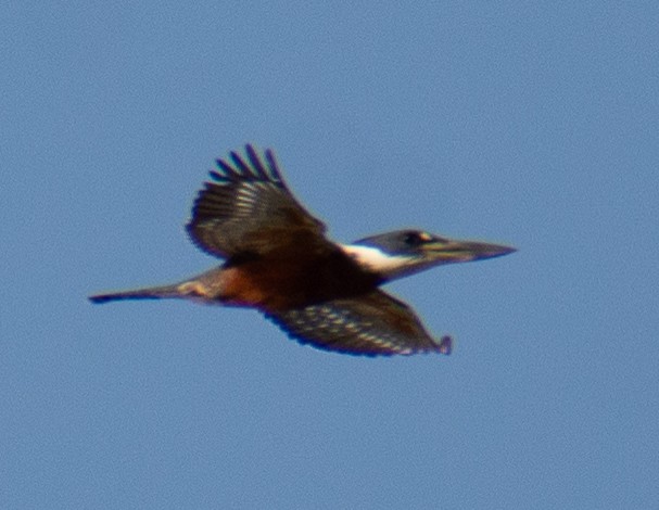 Ringed Kingfisher - ML646803258
