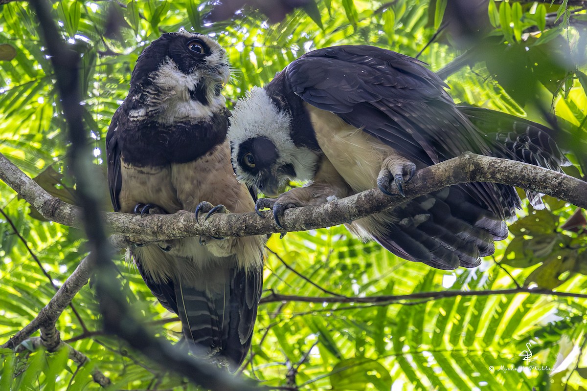 Spectacled Owl - ML646803261