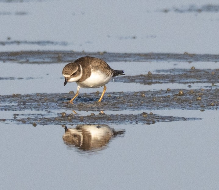 Пісочник канадський - ML646803262