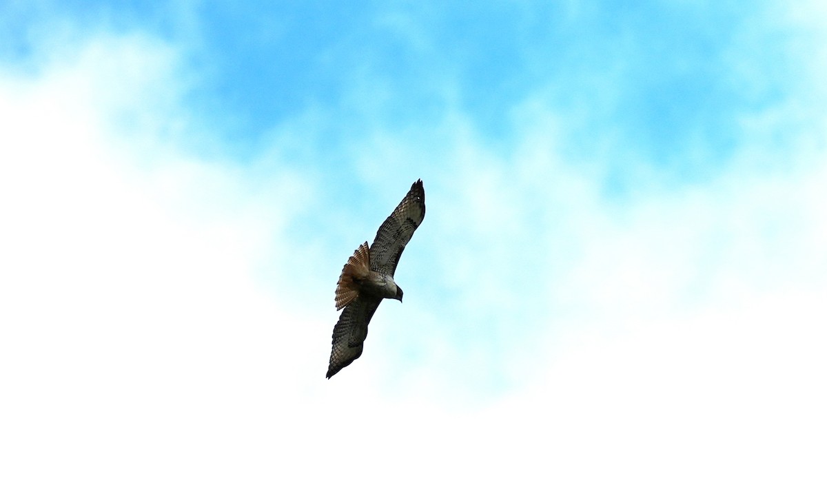 Red-tailed Hawk - ML646803265