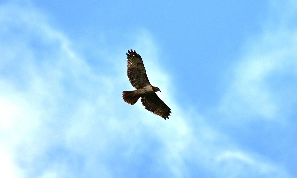 Red-tailed Hawk - ML646803266