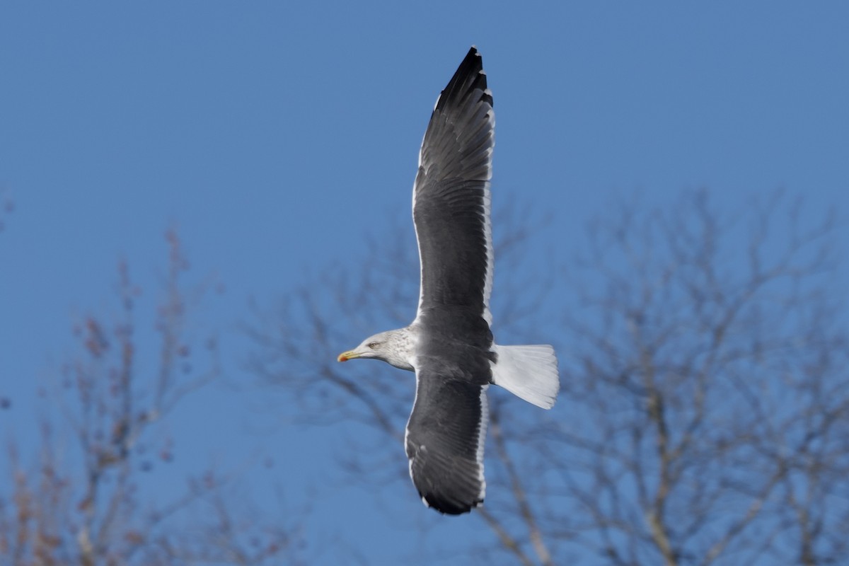 Lesser Black-backed Gull - ML646803267