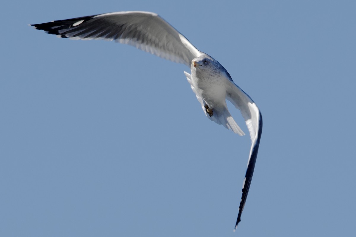 Lesser Black-backed Gull - ML646803268