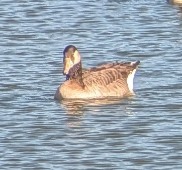 Ánsar Común x Barnacla Canadiense Grande (híbrido) - ML646803270