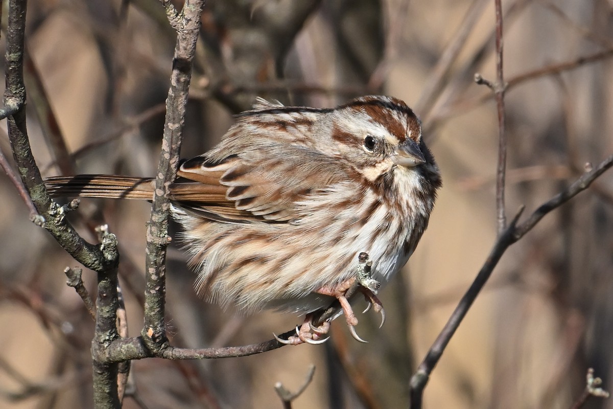 Song Sparrow - ML646803271