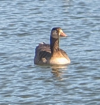 Ánsar Común x Barnacla Canadiense Grande (híbrido) - ML646803272