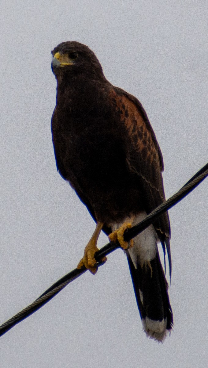 Harris's Hawk - ML646803273