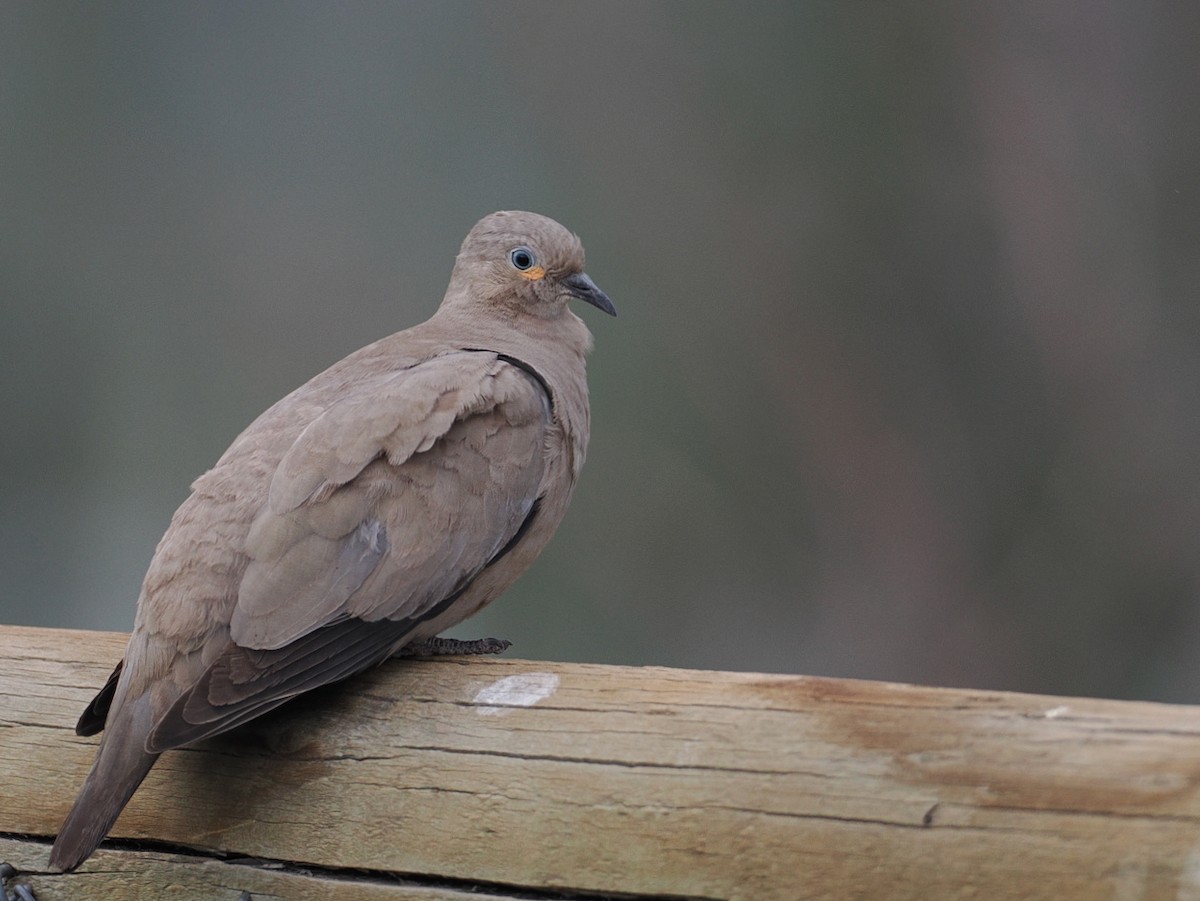 Black-winged Ground Dove - ML646803274