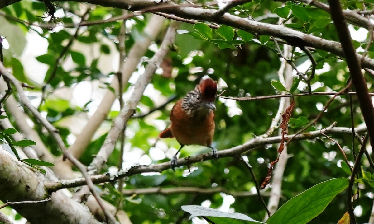 Barred Antshrike - ML646803275