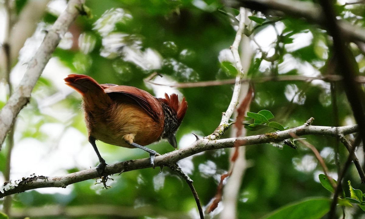 Barred Antshrike - ML646803276