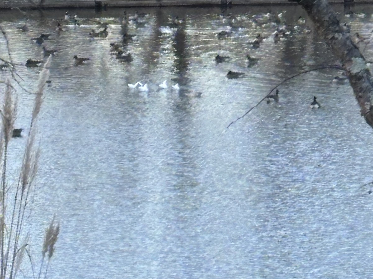 ヒメハクガン - ML646803277