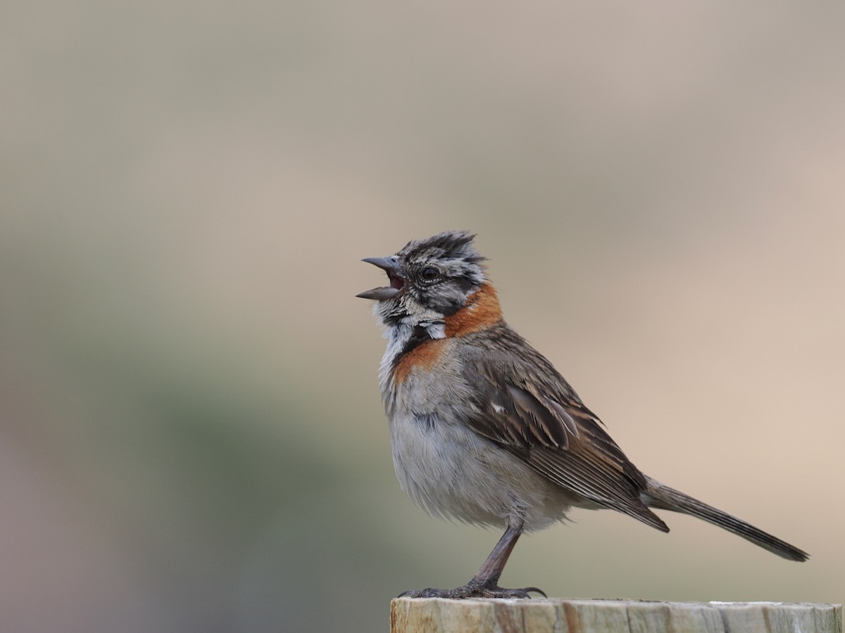 Rufous-collared Sparrow - ML646803278