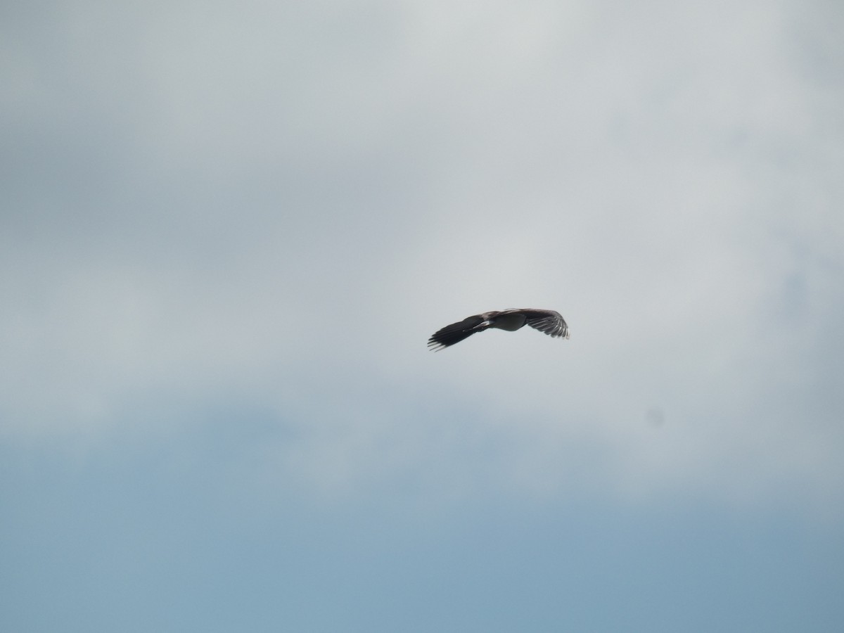 Northern Lapwing - ML646803280