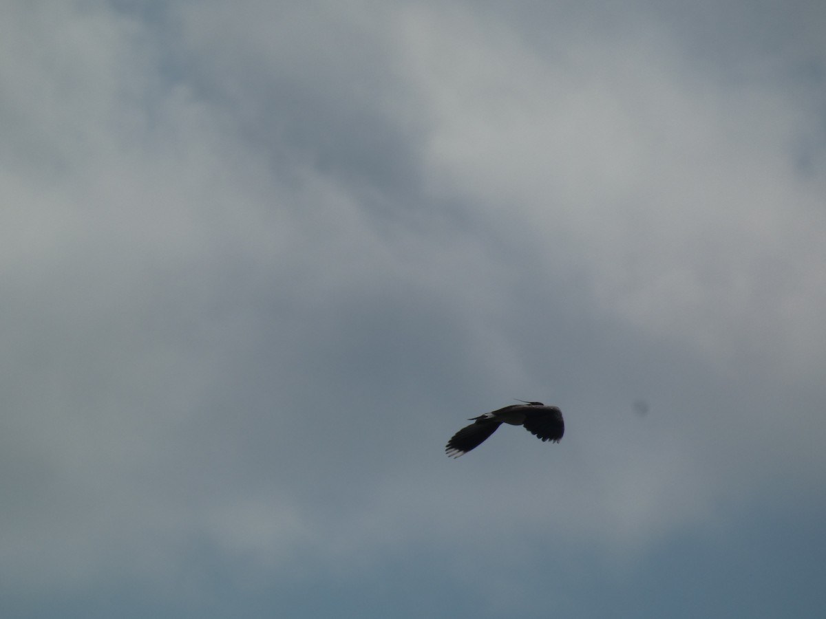 Northern Lapwing - ML646803281