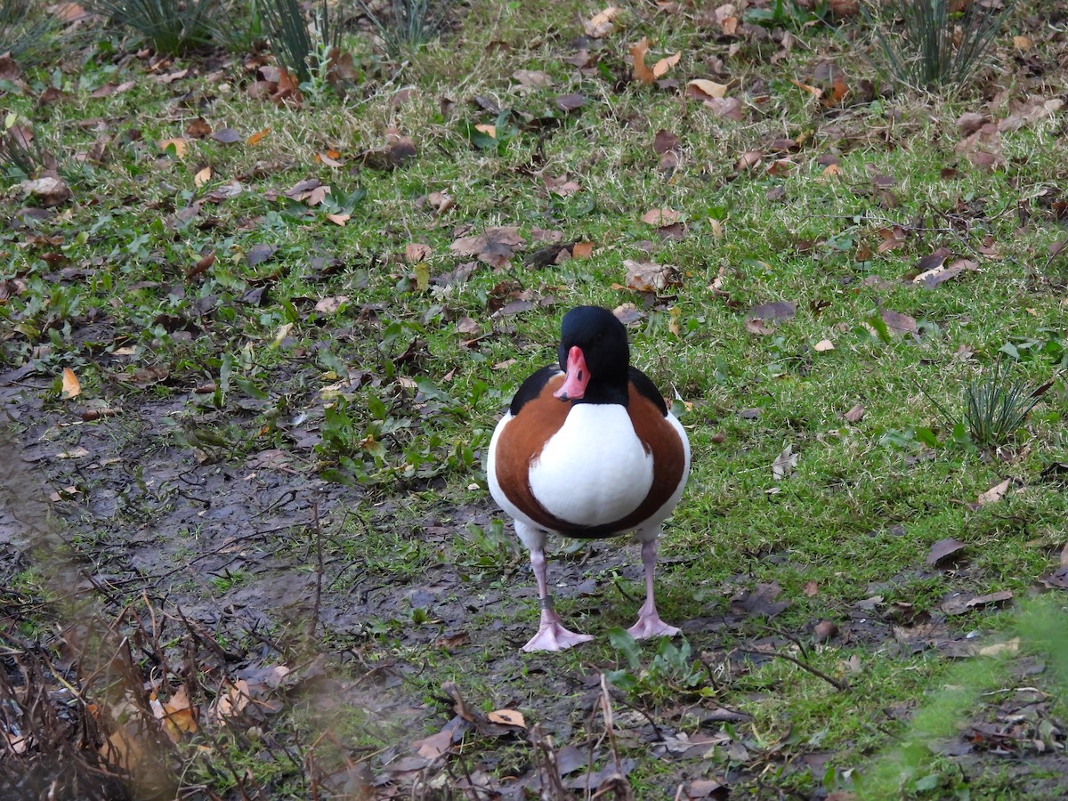 Common Shelduck - ML646803282