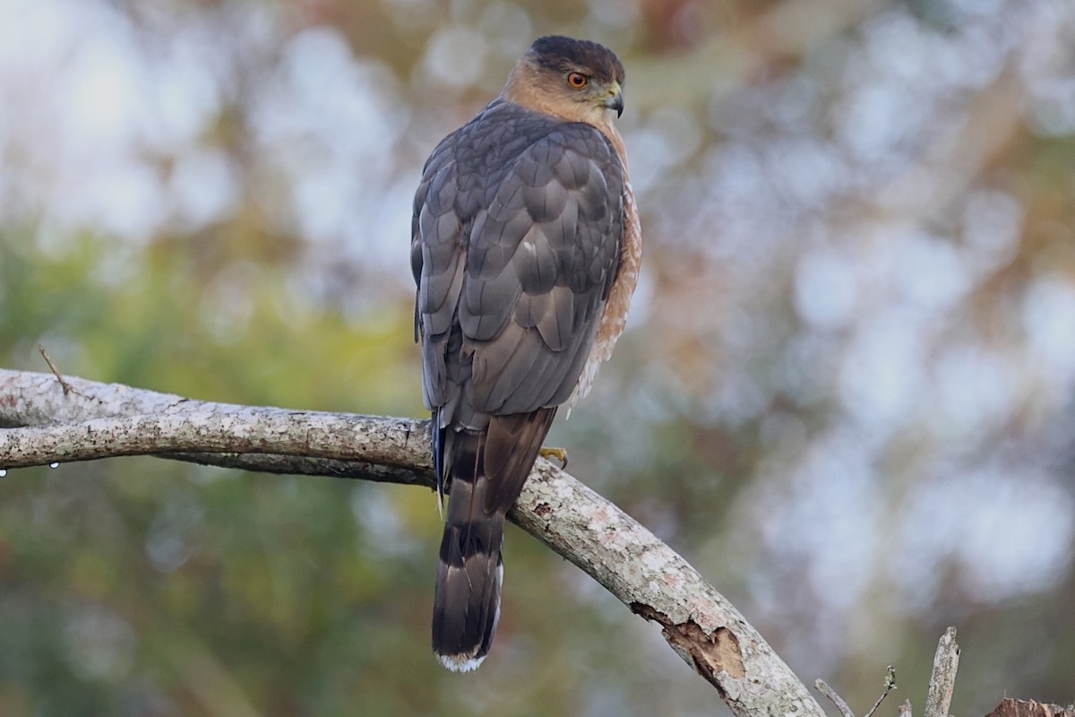Cooper's Hawk - ML646803283