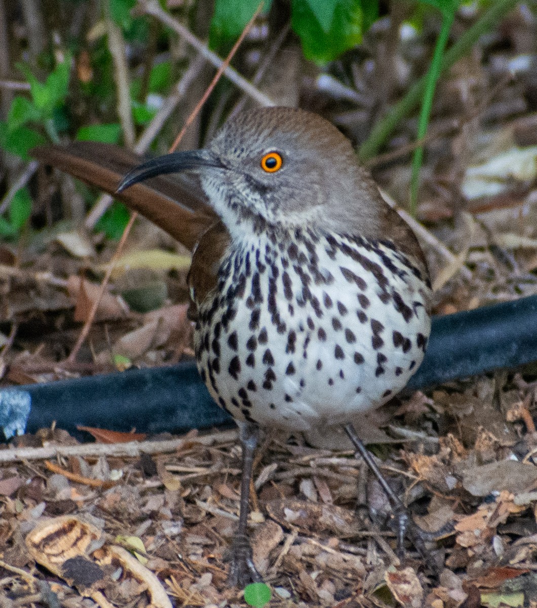 Long-billed Thrasher - ML646803284
