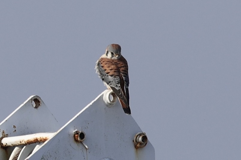 Belatz amerikarra - ML646803285