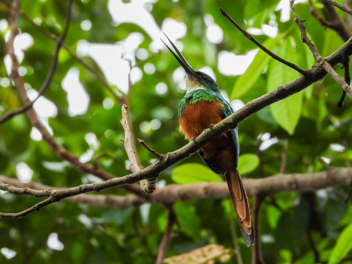 Rufous-tailed Jacamar - ML646803286