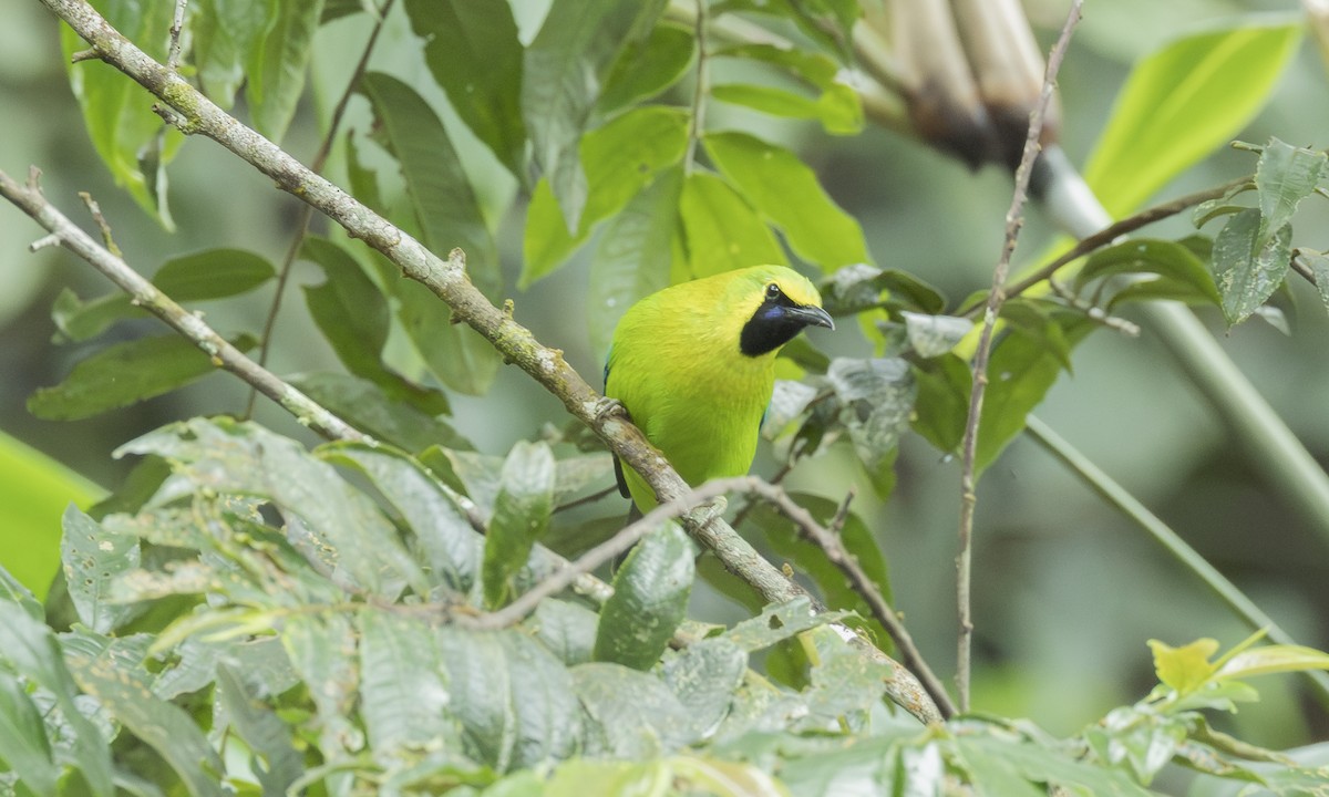 Blue-winged Leafbird - ML646803288
