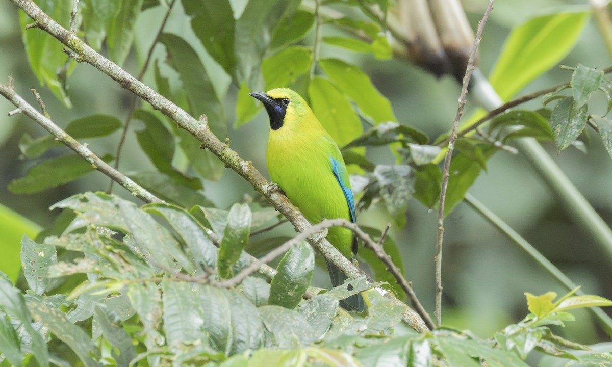 Blue-winged Leafbird - ML646803289