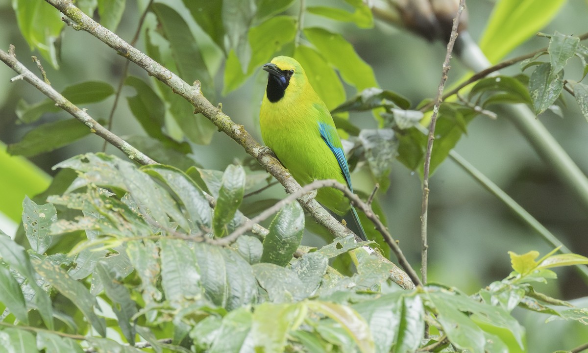 Blue-winged Leafbird - ML646803291
