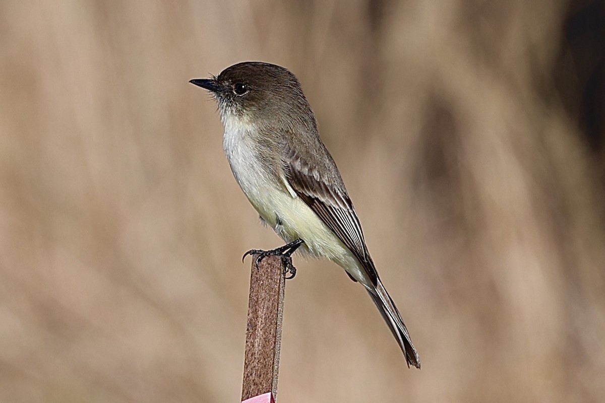Eastern Phoebe - ML646803294