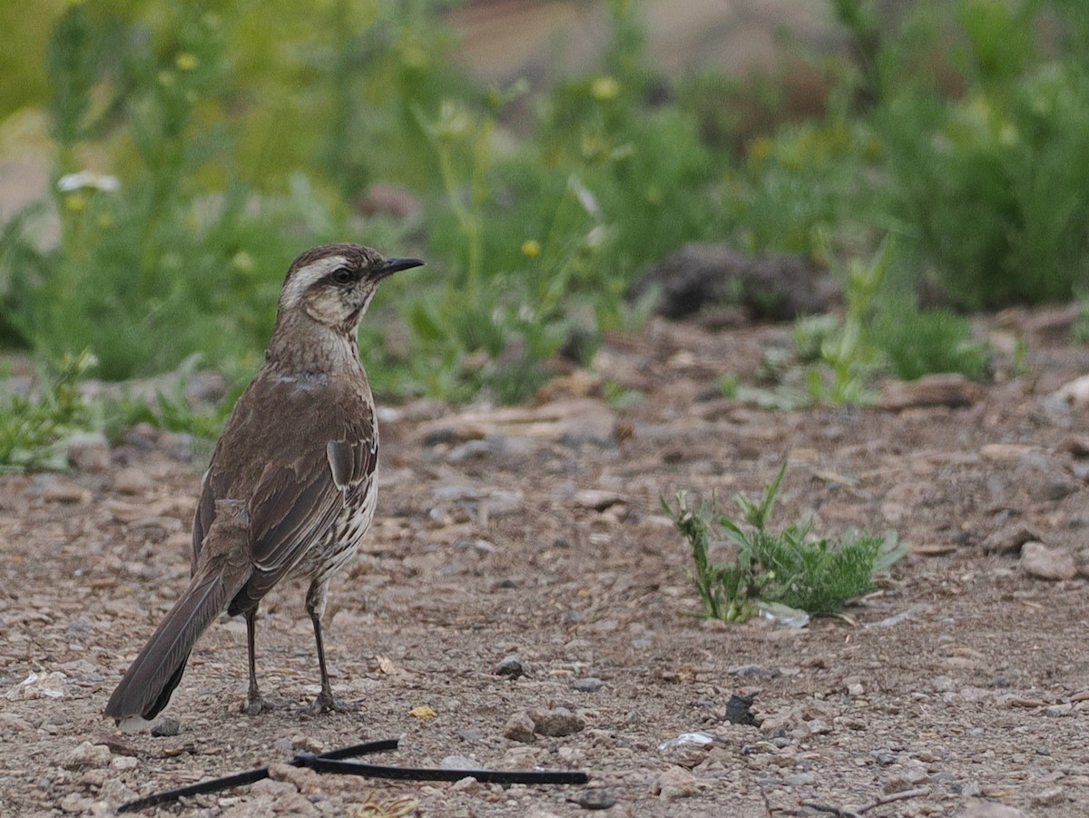 Chilean Mockingbird - ML646803295