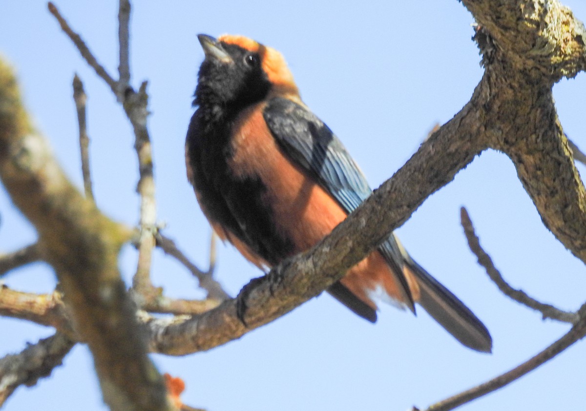 Burnished-buff Tanager - ML646803297