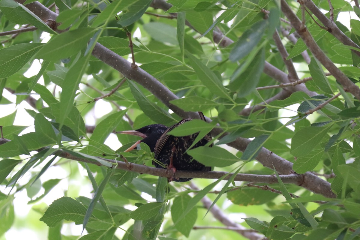European Starling - ML646803298
