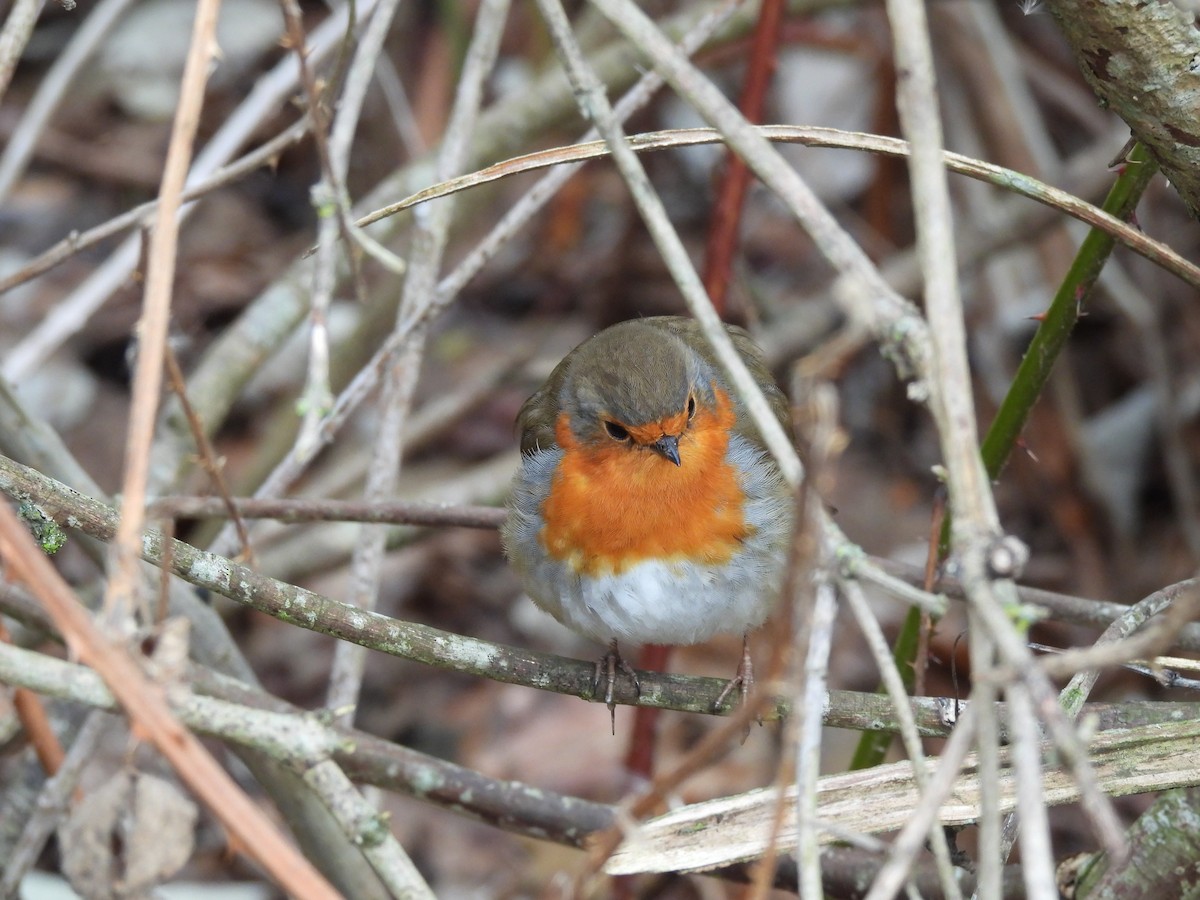 European Robin - ML646803299