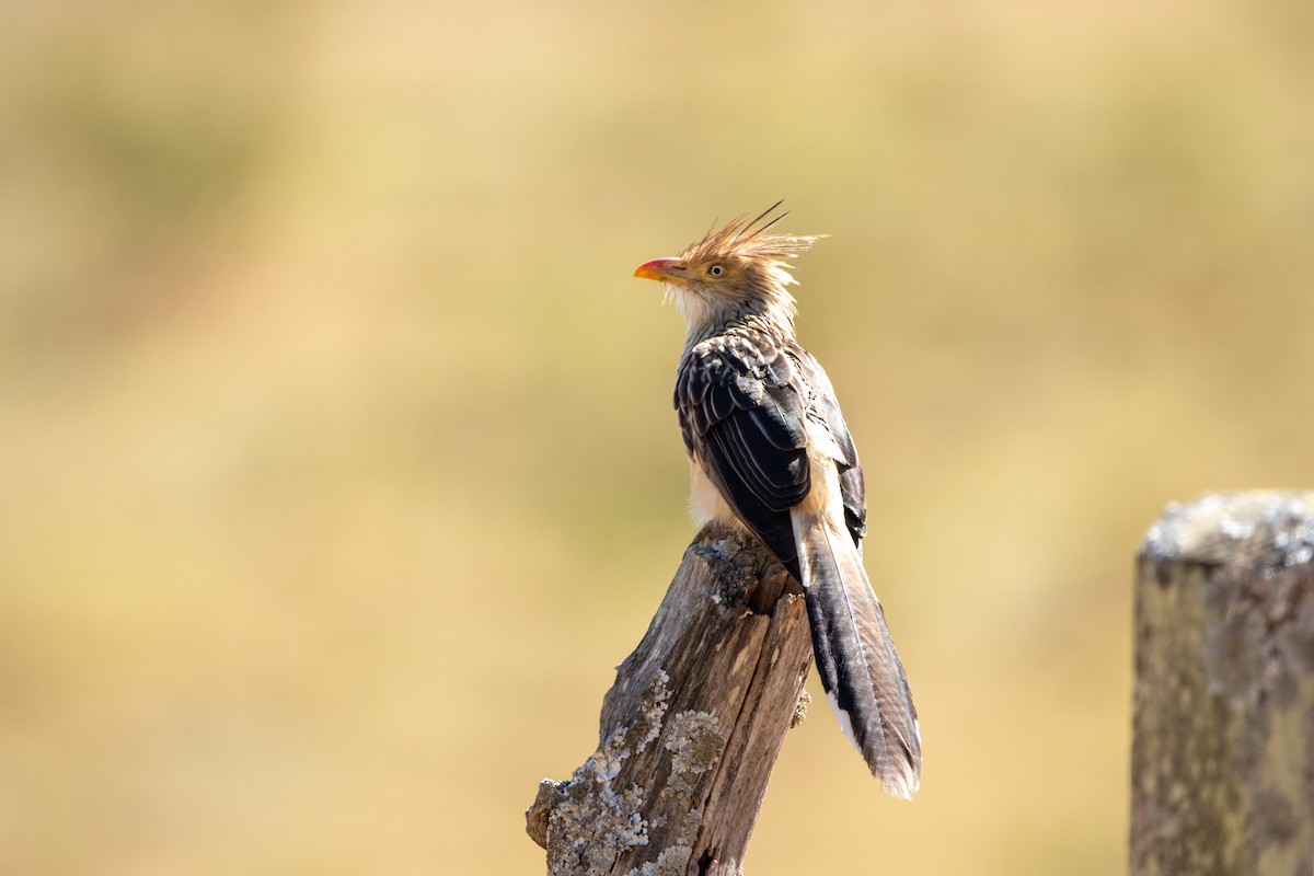 Guira Cuckoo - ML646803301