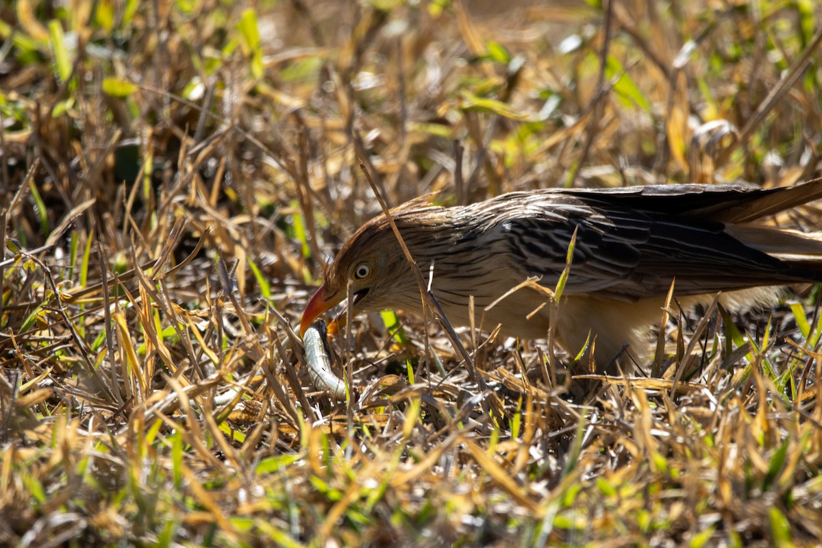 Guira Cuckoo - ML646803302
