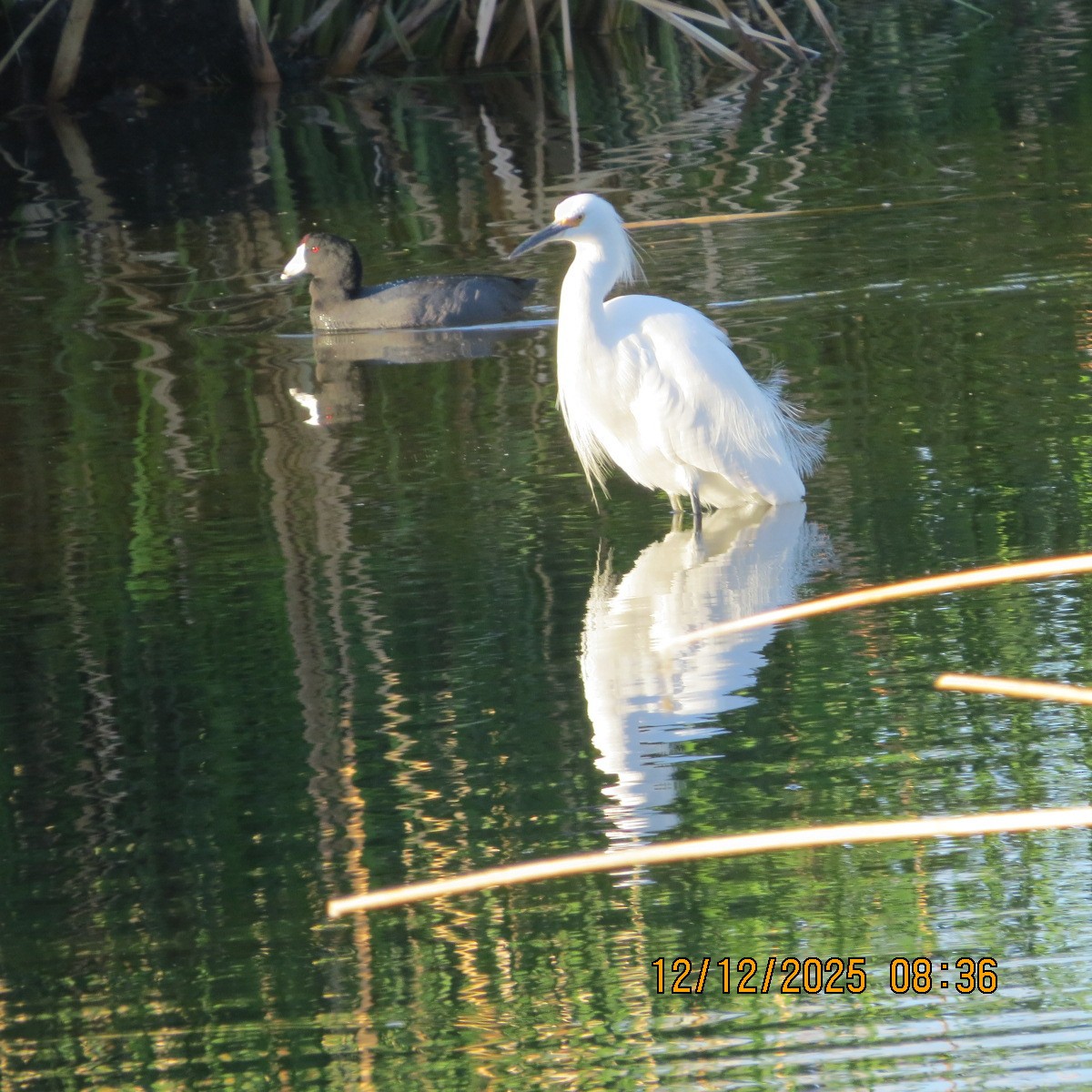 Snowy Egret - ML646803305