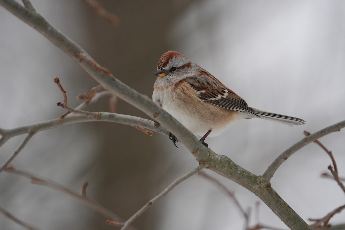American Tree Sparrow - ML646803308