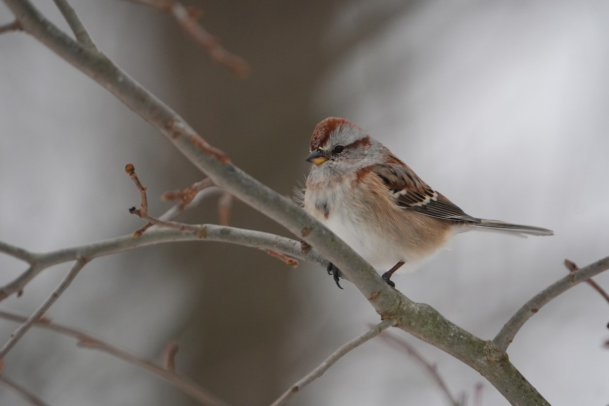 American Tree Sparrow - ML646803311